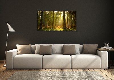 Photo printed on glass Forest in the sun