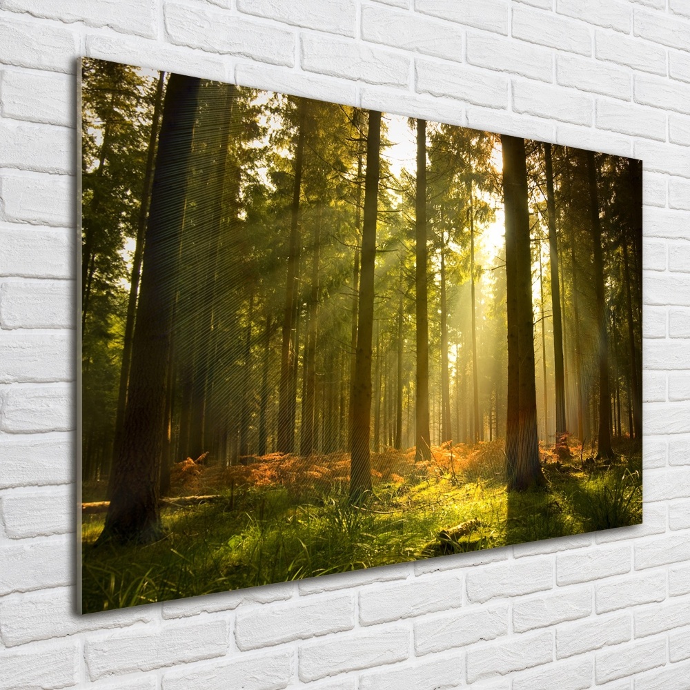 Photo printed on glass Forest in the sun