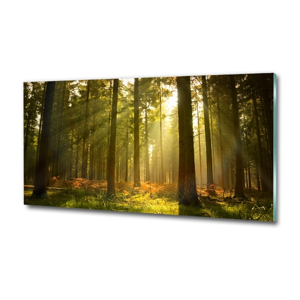 Photo printed on glass Forest in the sun