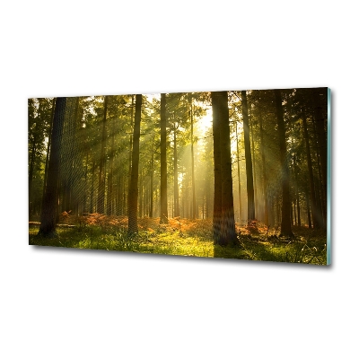 Photo printed on glass Forest in the sun