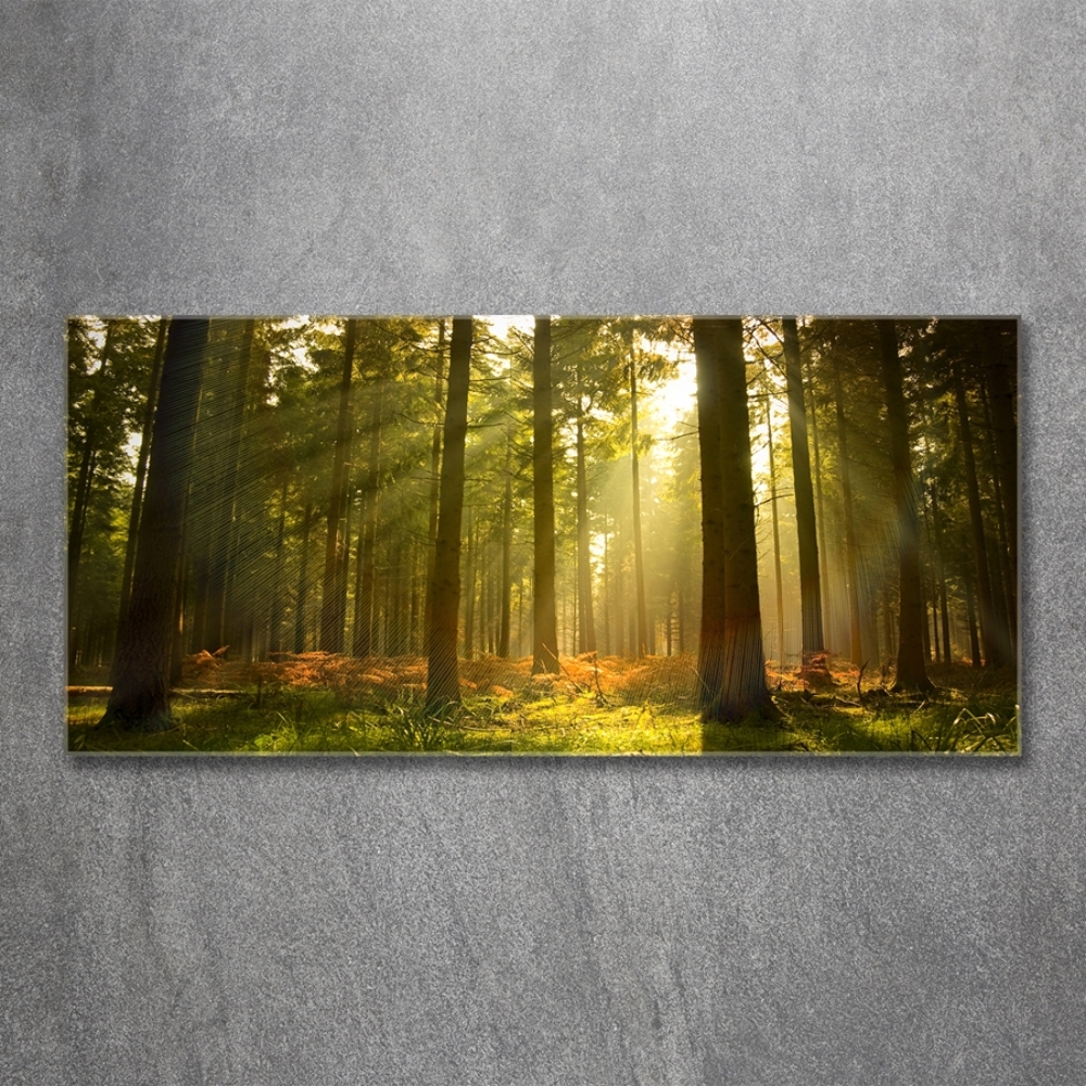 Photo printed on glass Forest in the sun