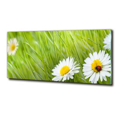 Glass art print Daisy