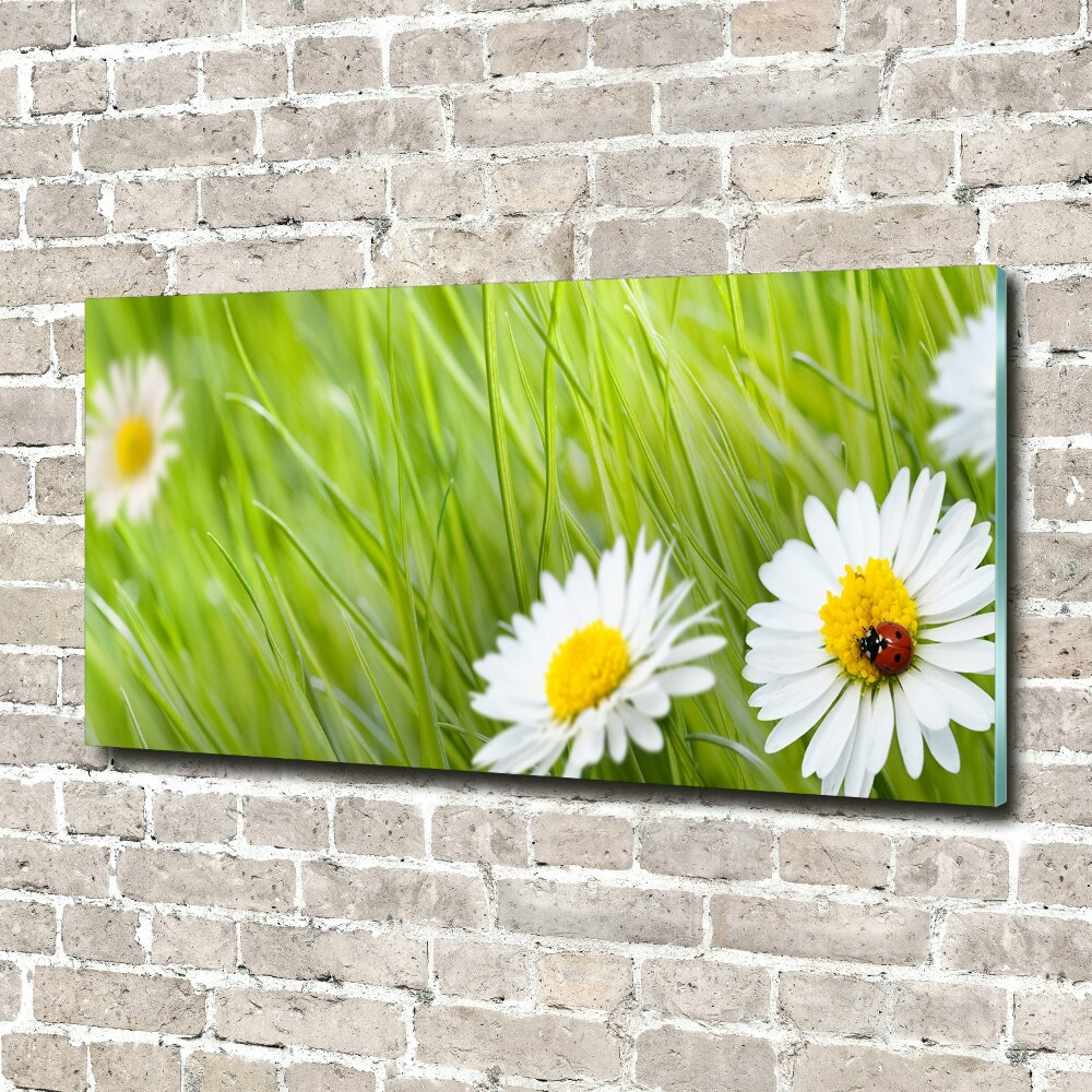 Glass art print Daisy