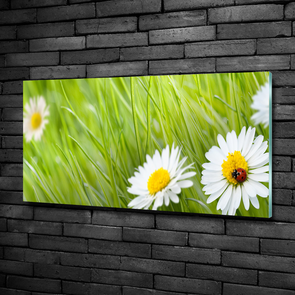 Glass art print Daisy