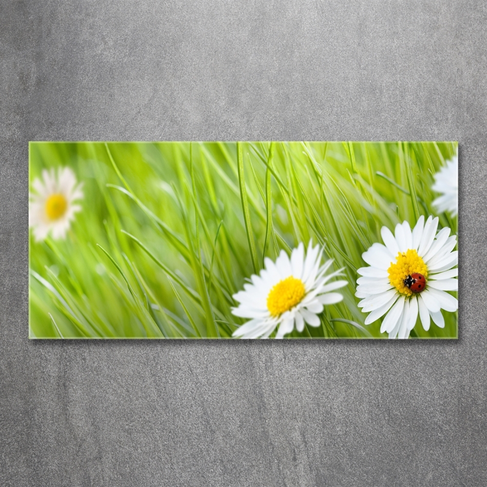 Glass art print Daisy