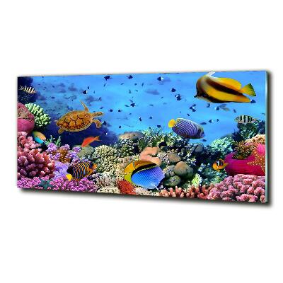 Glass art print Coral reef