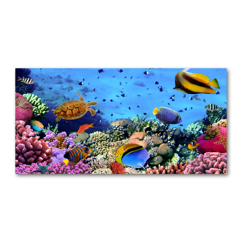 Glass art print Coral reef