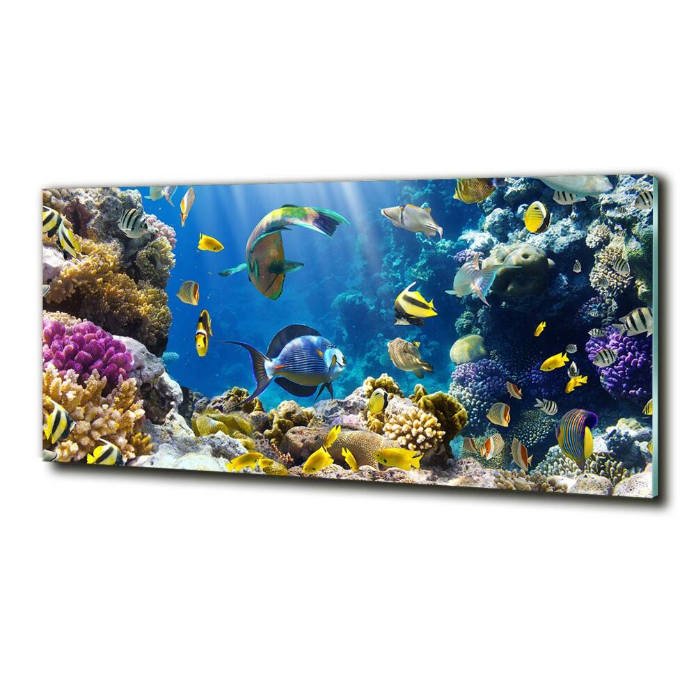 Glass art print Coral reef