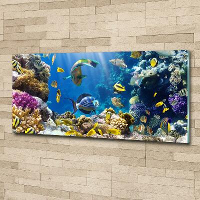 Glass art print Coral reef