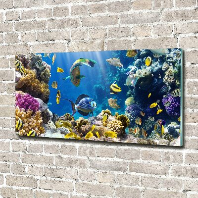 Glass art print Coral reef