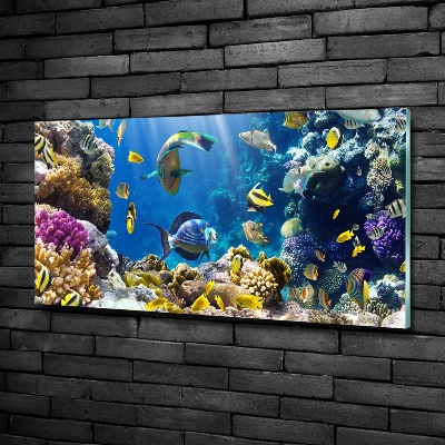 Glass art print Coral reef