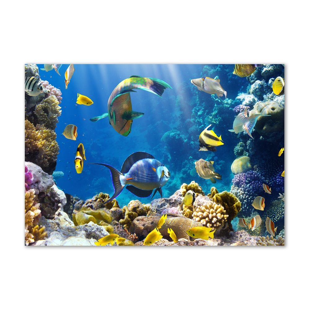 Glass art print Coral reef