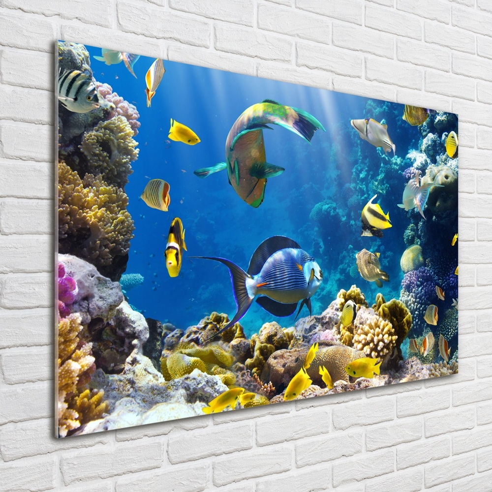 Glass art print Coral reef