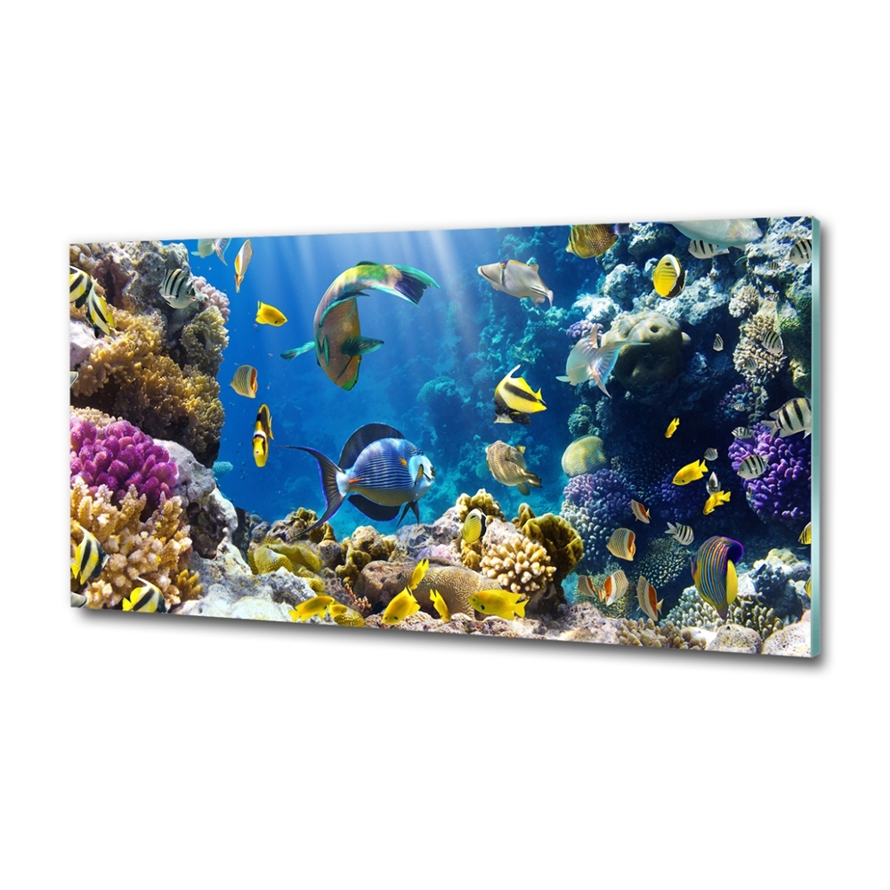 Glass art print Coral reef