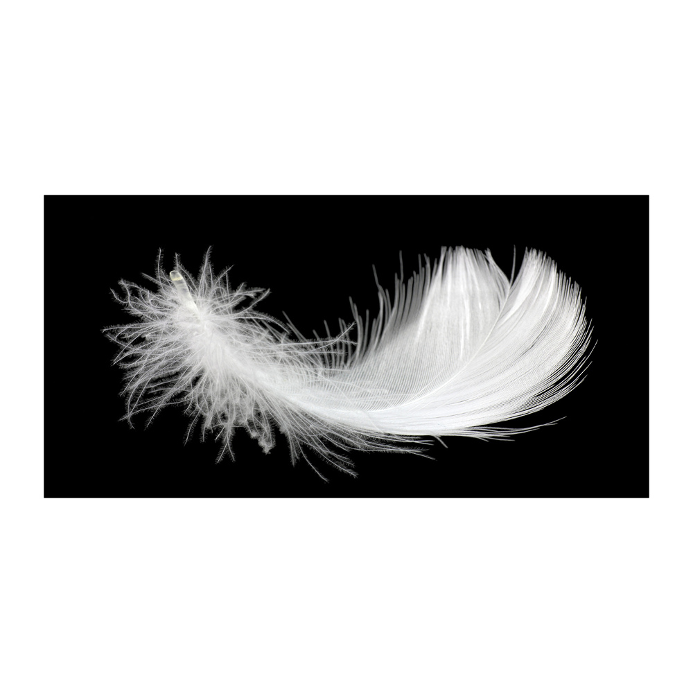 Glass wall art Feather