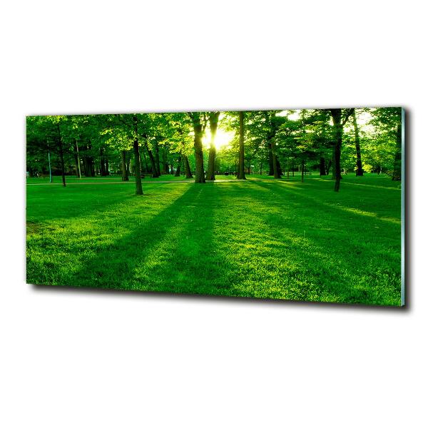 Photo printed on glass Grass in the park