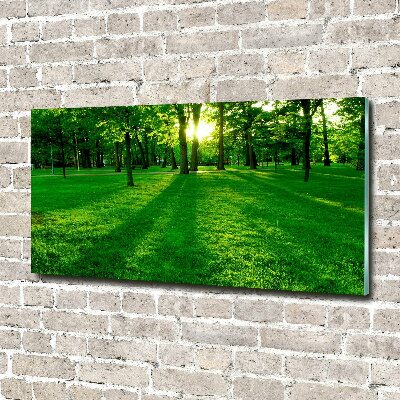 Photo printed on glass Grass in the park