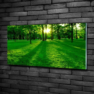 Photo printed on glass Grass in the park