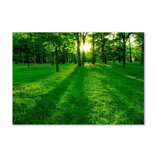 Photo printed on glass Grass in the park