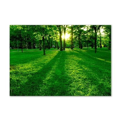 Photo printed on glass Grass in the park