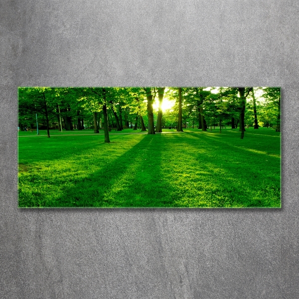 Photo printed on glass Grass in the park