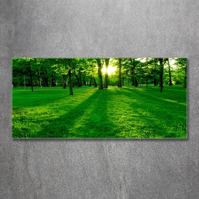 Photo printed on glass Grass in the park