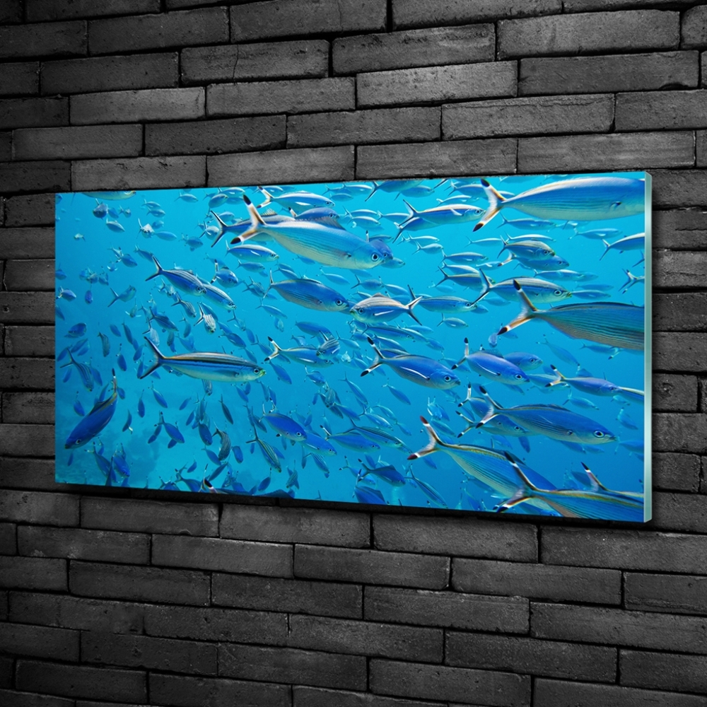 Glass art print Coral fish