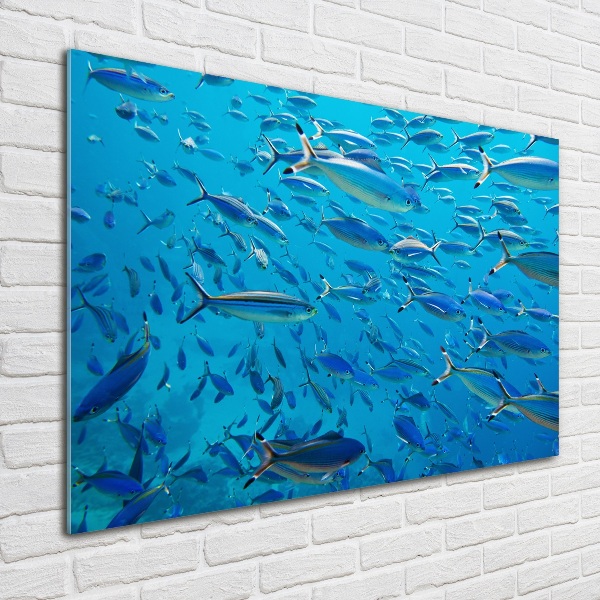 Glass art print Coral fish