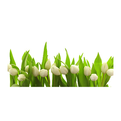 Photo printed on glass White tulips