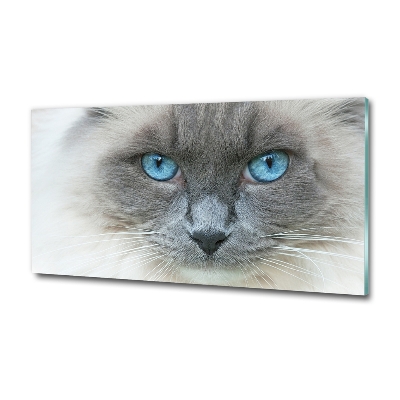 Glass art picture Cat blue eyes