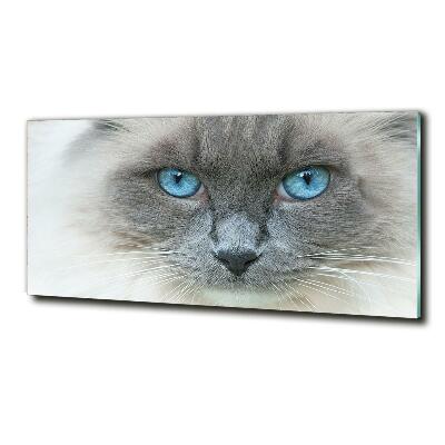 Glass art picture Cat blue eyes