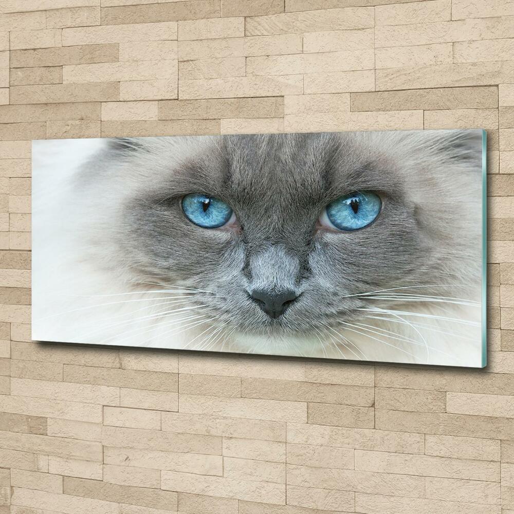 Glass art picture Cat blue eyes