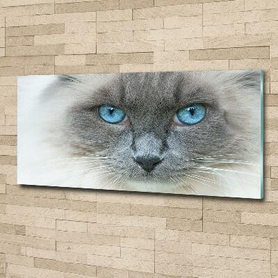 Glass art picture Cat blue eyes