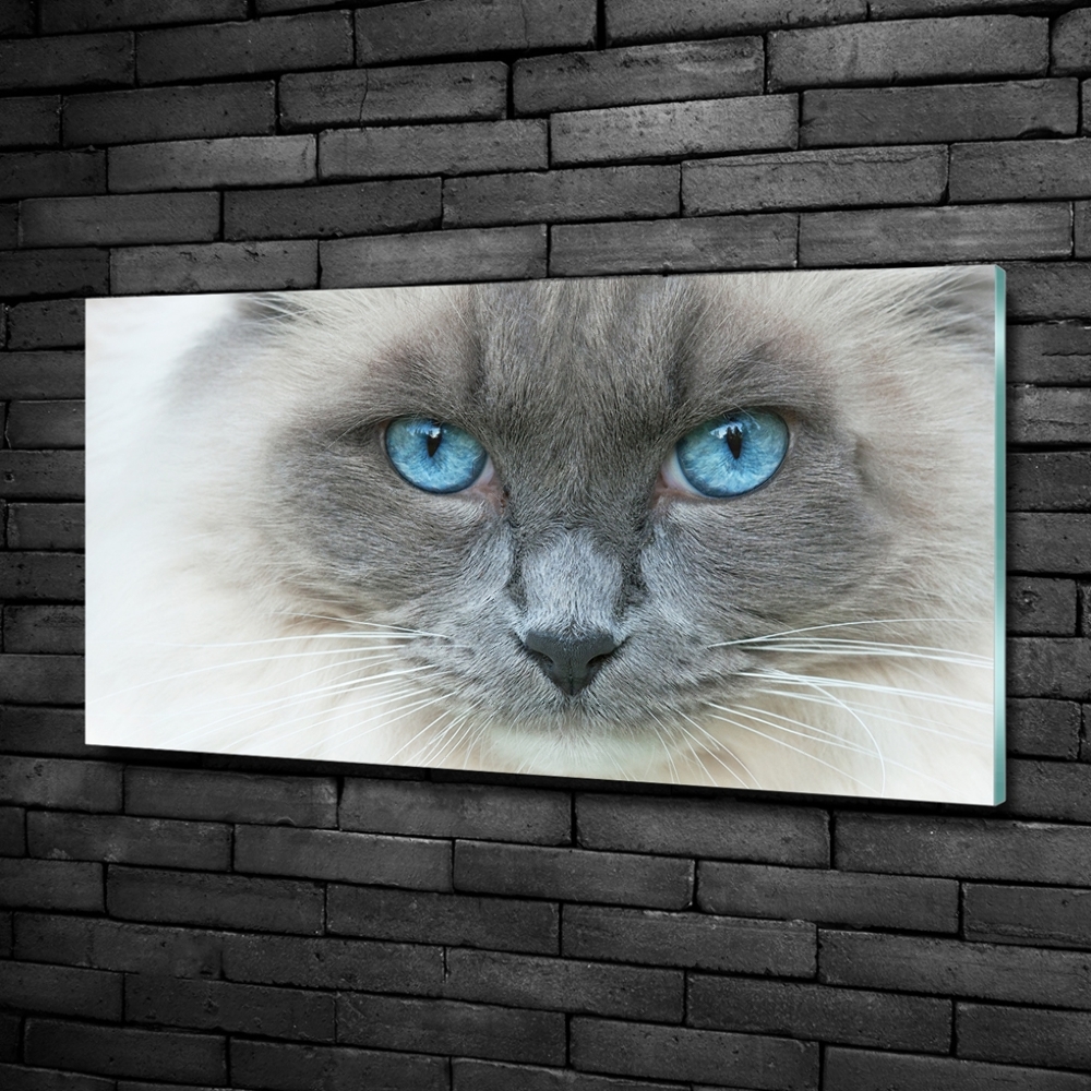 Glass art picture Cat blue eyes