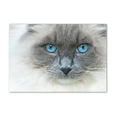 Glass art picture Cat blue eyes