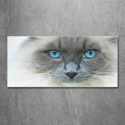 Glass art picture Cat blue eyes