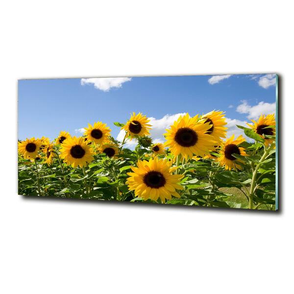 Photo printed on glass Sunflowers