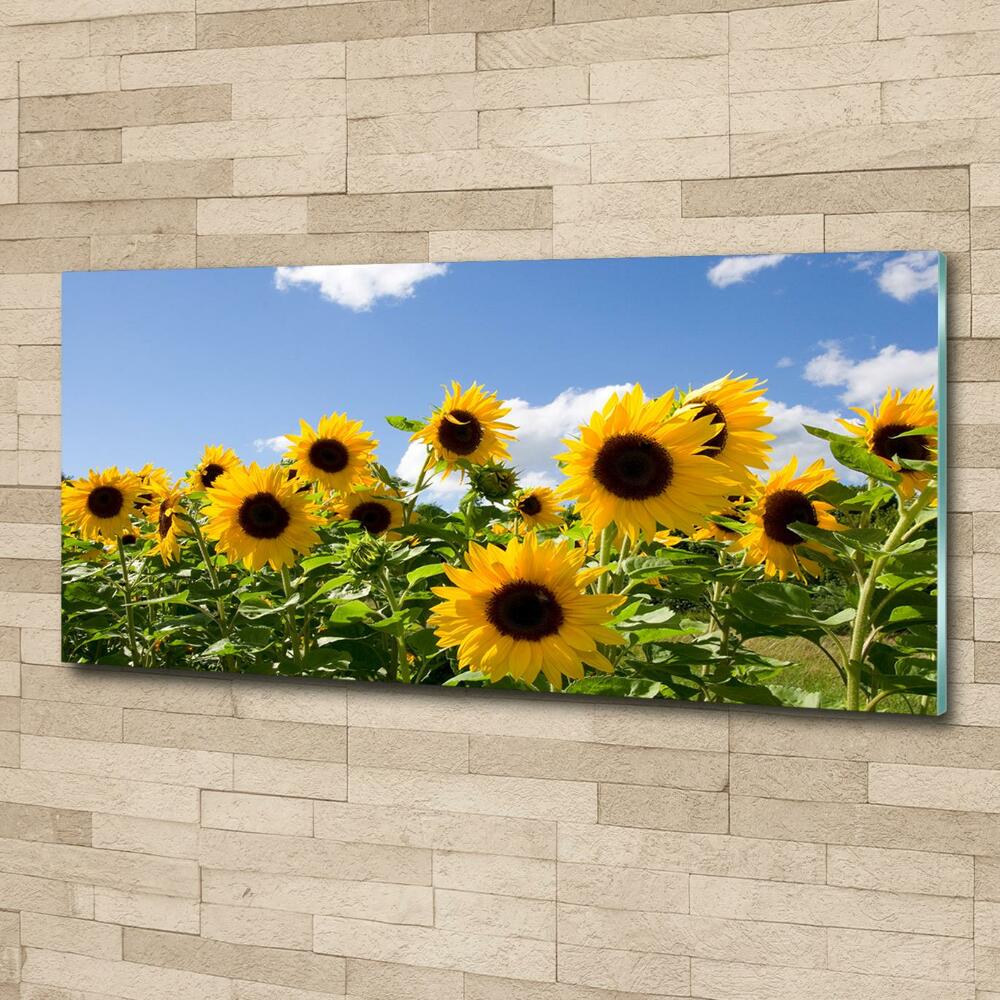 Photo printed on glass Sunflowers