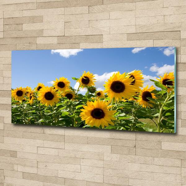 Photo printed on glass Sunflowers