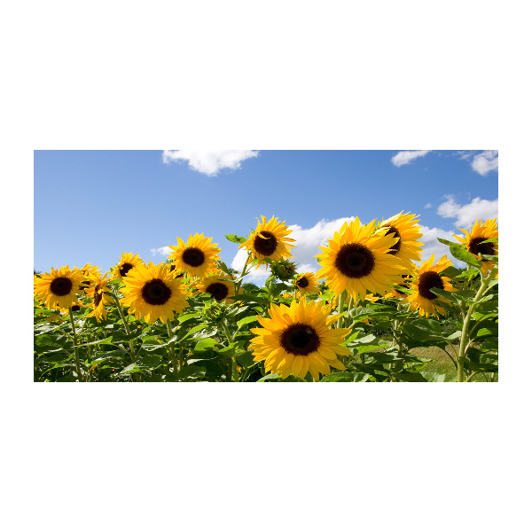 Photo printed on glass Sunflowers