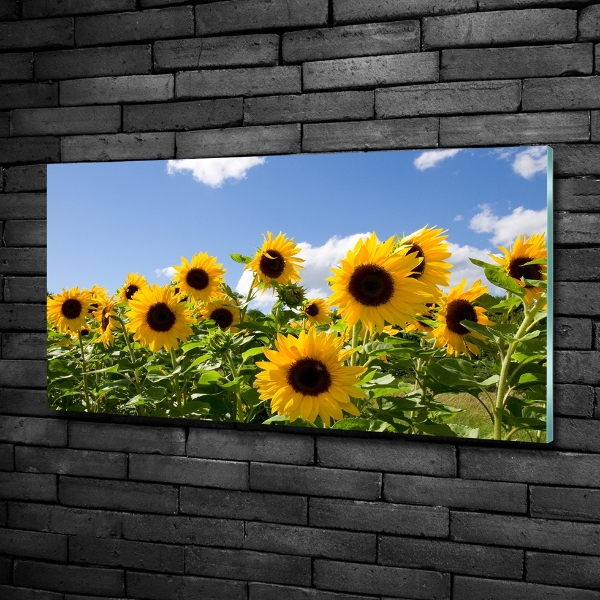 Photo printed on glass Sunflowers