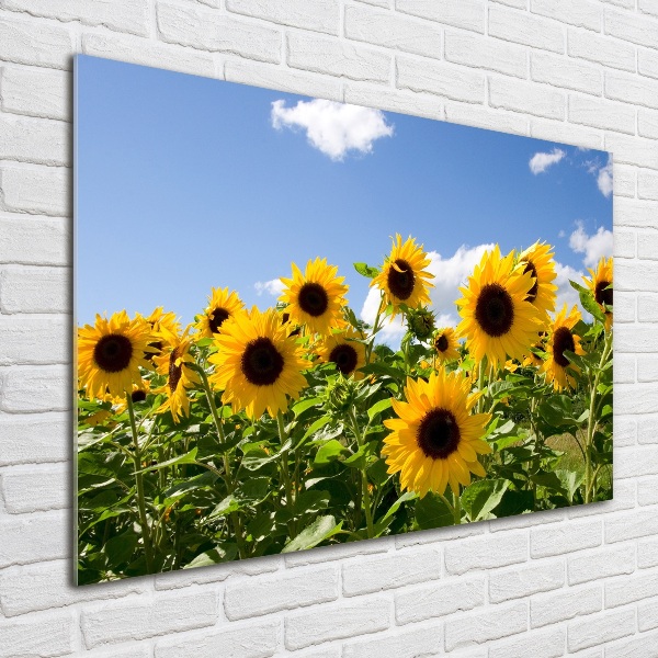 Photo printed on glass Sunflowers