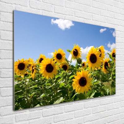 Photo printed on glass Sunflowers