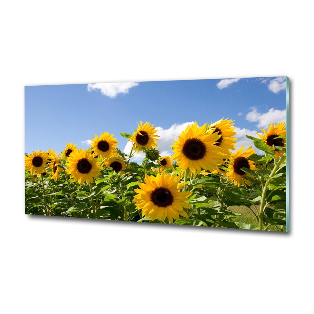 Photo printed on glass Sunflowers