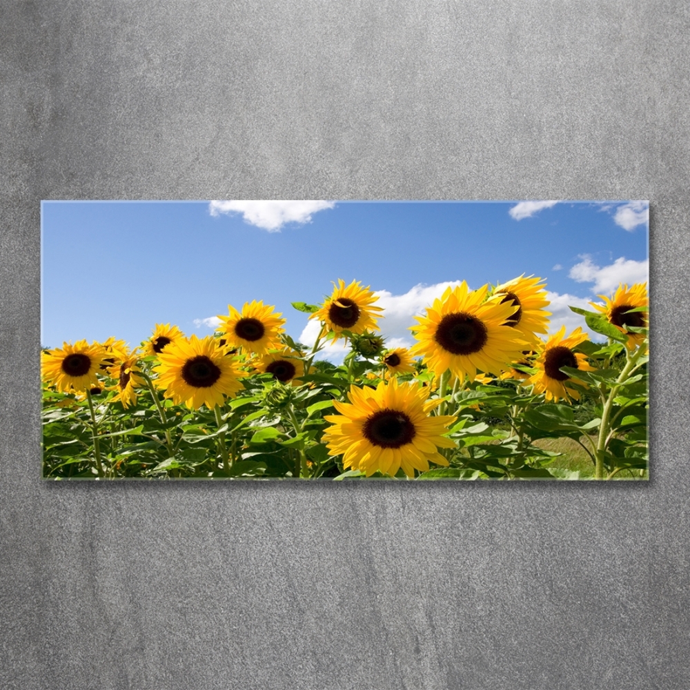 Photo printed on glass Sunflowers