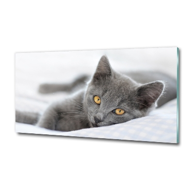 Photo printed on glass Gray cat