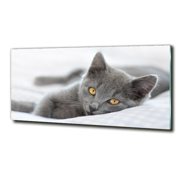 Photo printed on glass Gray cat