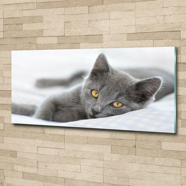 Photo printed on glass Gray cat