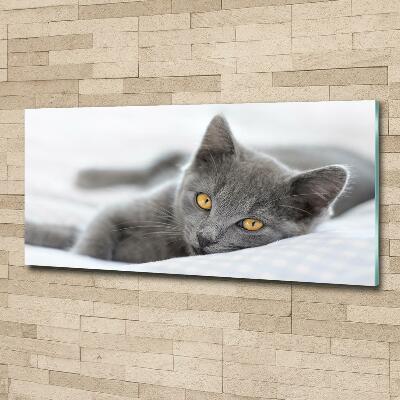 Photo printed on glass Gray cat