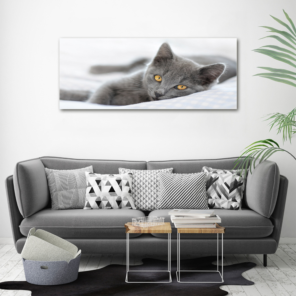 Photo printed on glass Gray cat